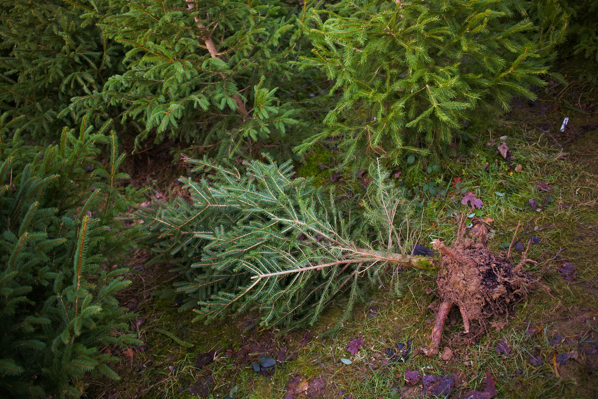 A freshly-grown Christmas tree at Spithandle Nursery in Sussex. 