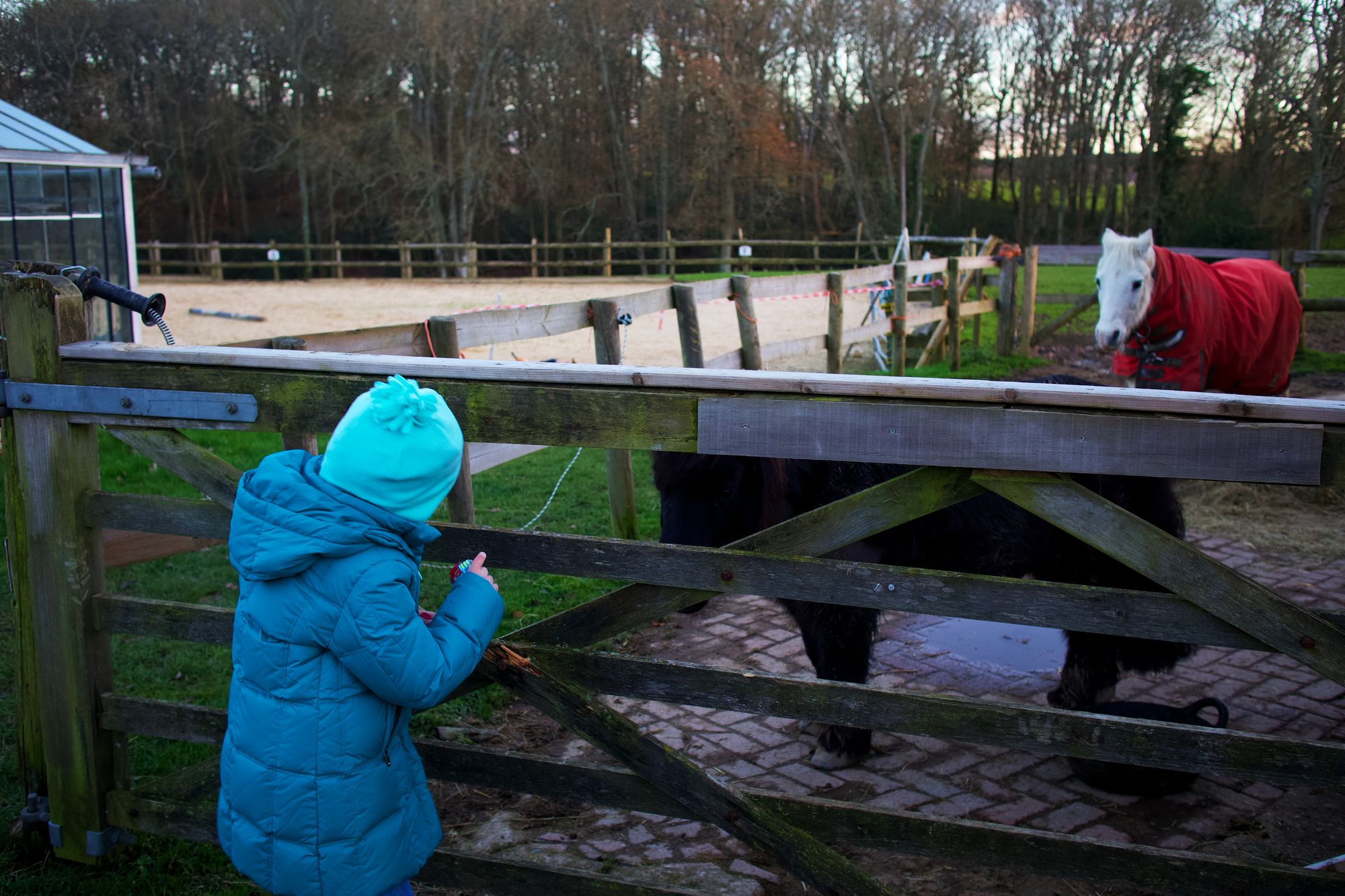 A pony at Spithandle Farm being watched by a young girl. 