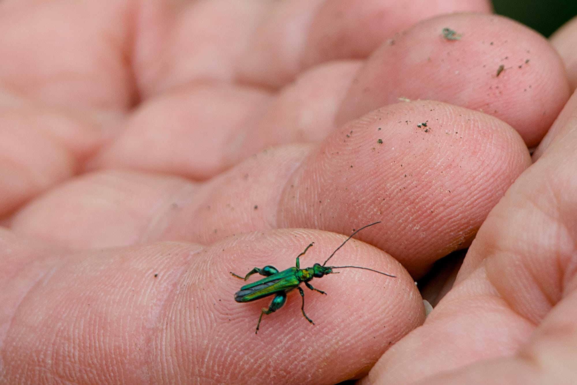 A thick legged flower beetle on a human hand