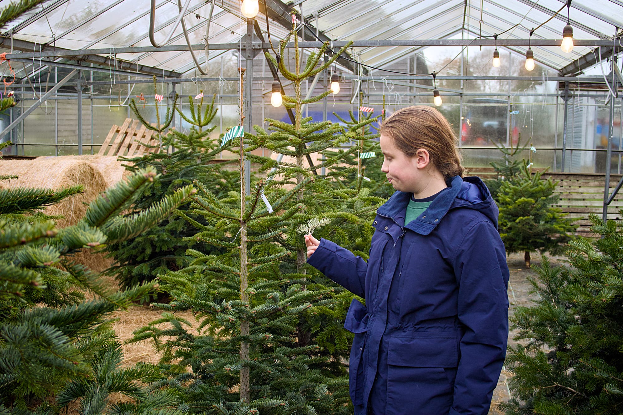 A near-teenage girl, examining a Christmas tree at Spithandle Nursery