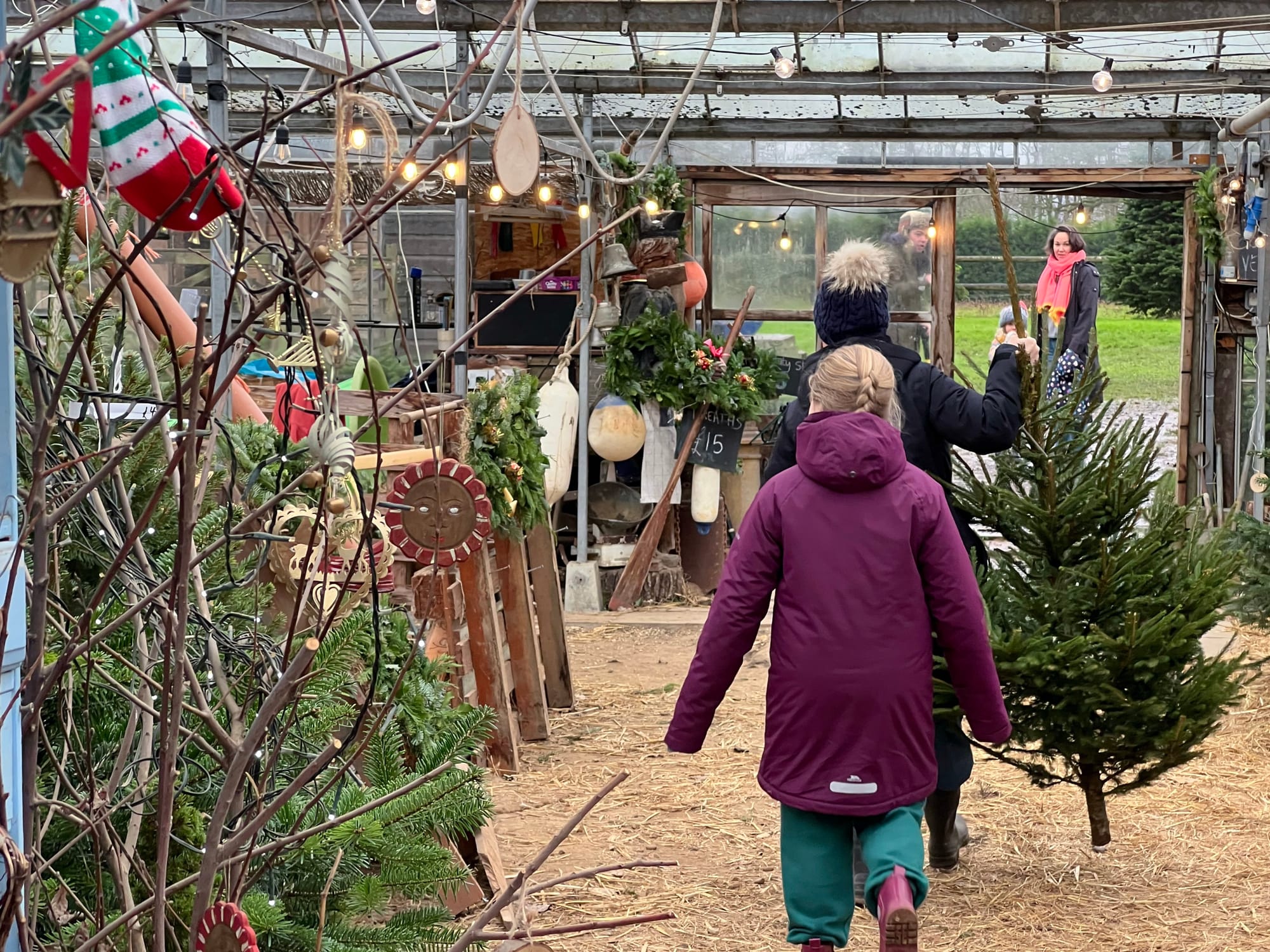 Two people carrying a Christmas Tree in the barn at Spithandle Nursery. 