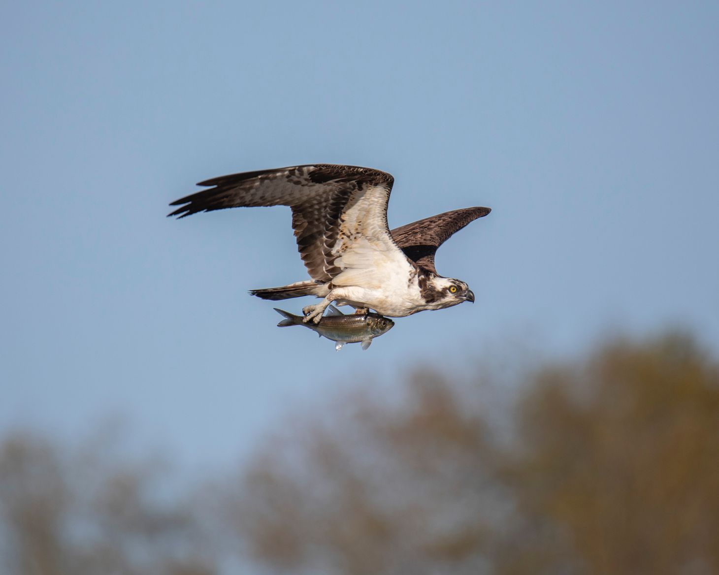Osprey Chat