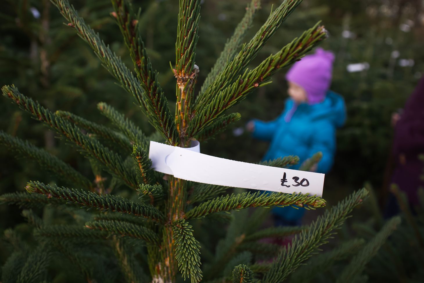 Spithandle Nursery: sustainable Sussex Christmas trees