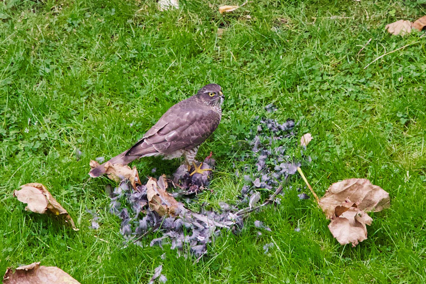 When a sparrowhawk comes for lunch