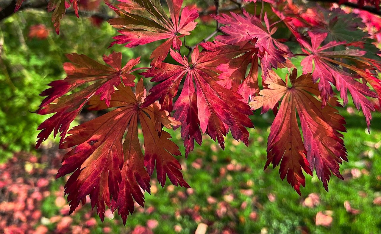 Autumnal leaves in Nymans Garden in West Sussex. 