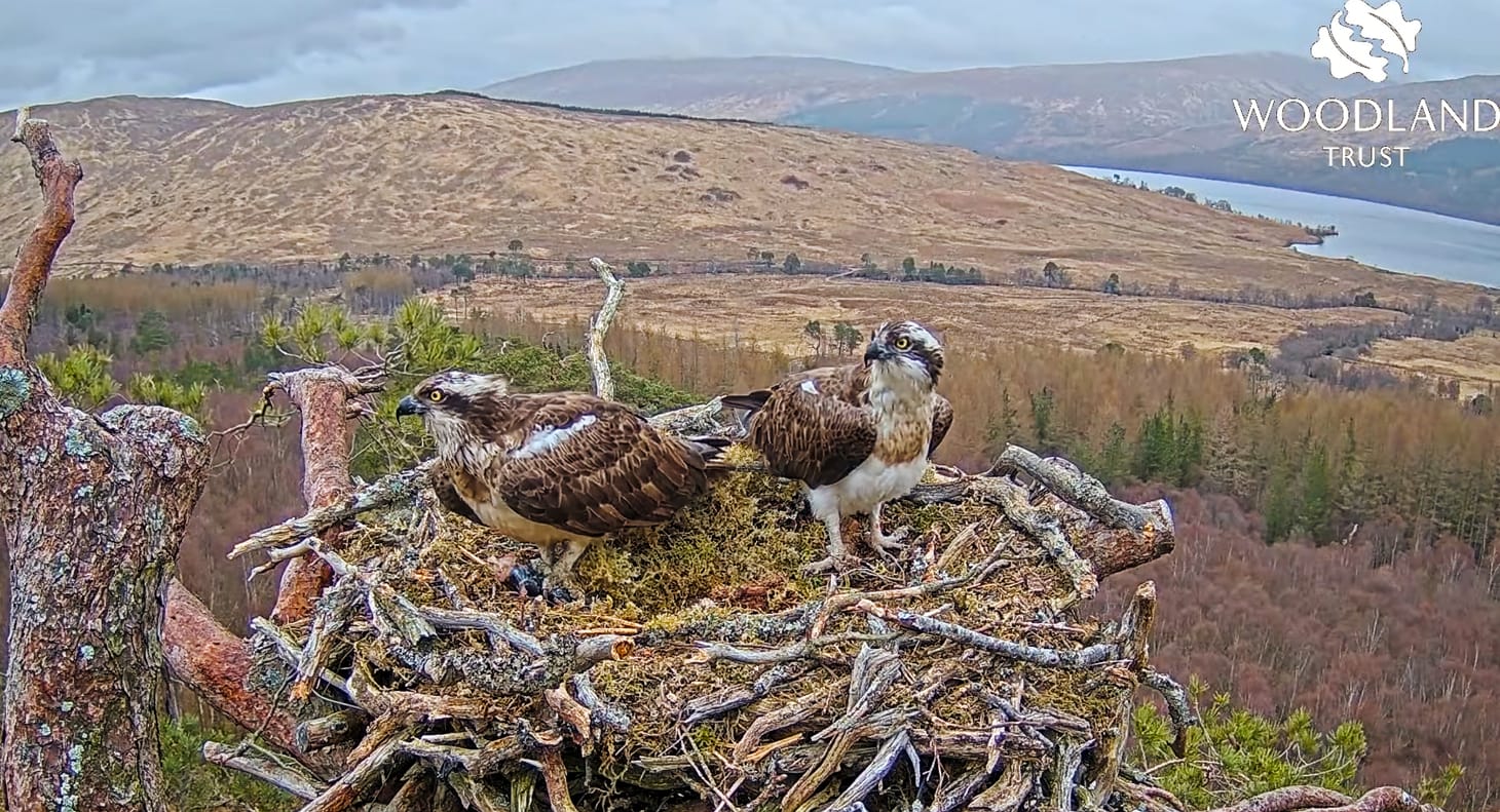 Resident breeding ospreys Dorcha and Louis on the Woodland Trust’s nest 2 at Loch Arkaig