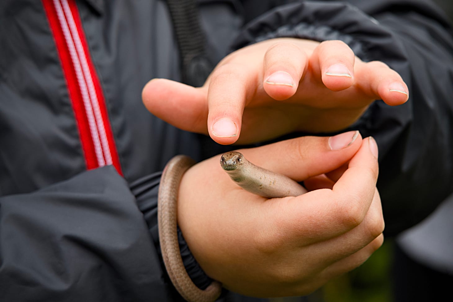 Reptile Safari at RSPB Pulborough Brooks