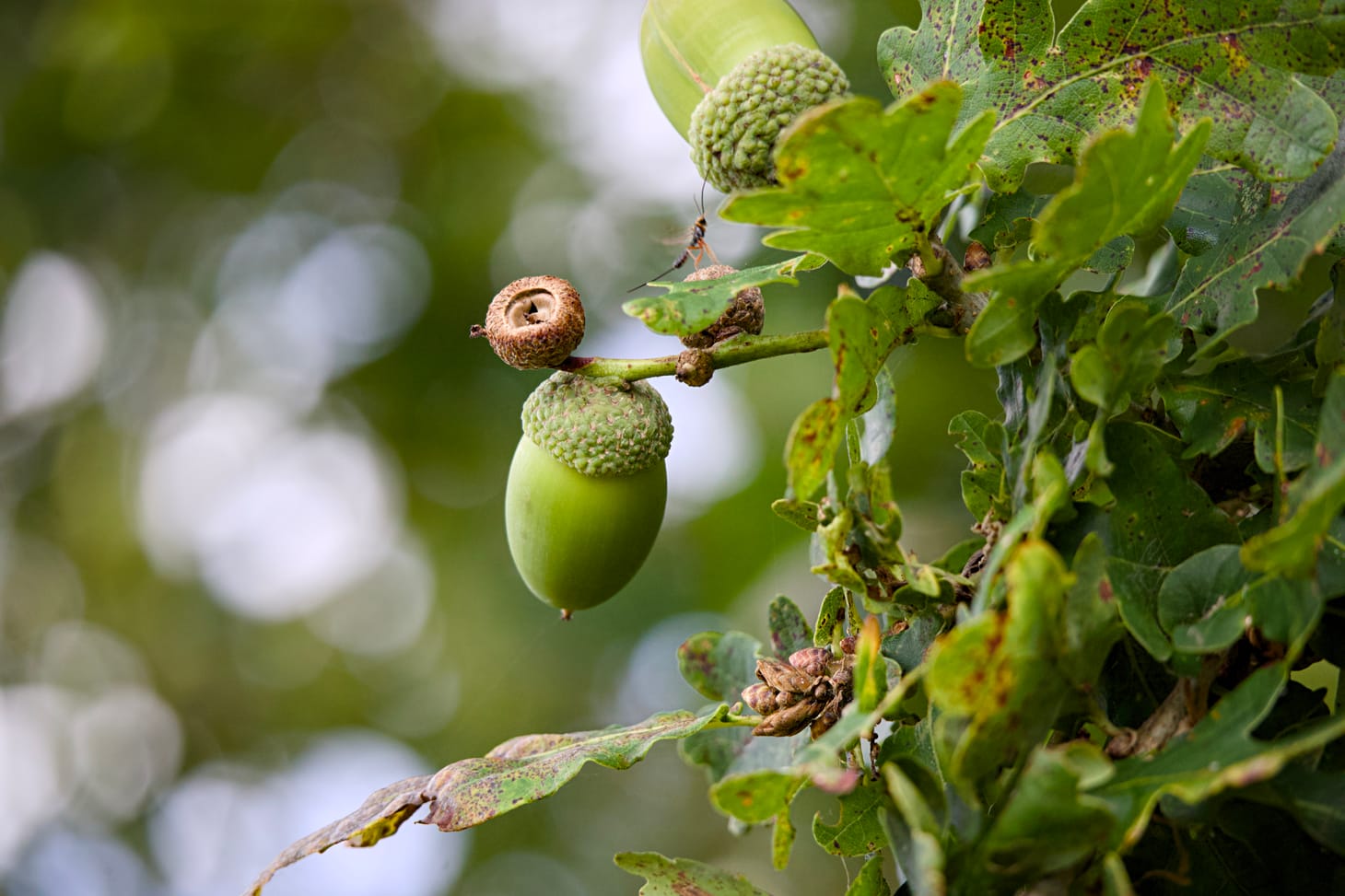 An acorn developing in an oak at RSPB Pulborough Brooks