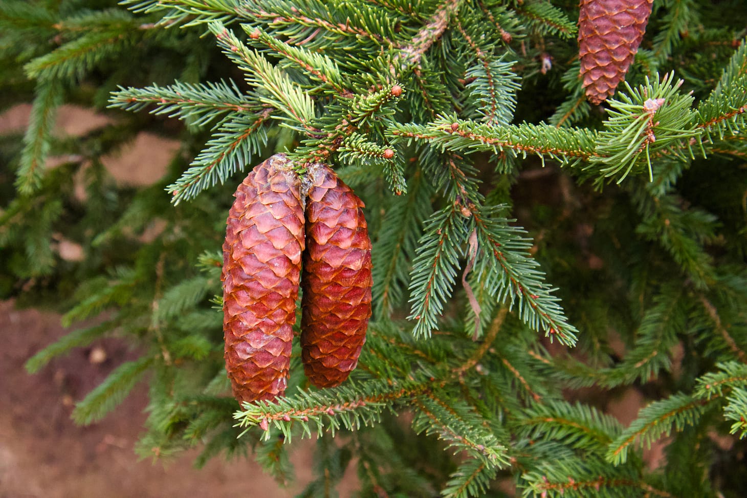 Pine cones on a cut Christmas tree at Spithandle Nursery