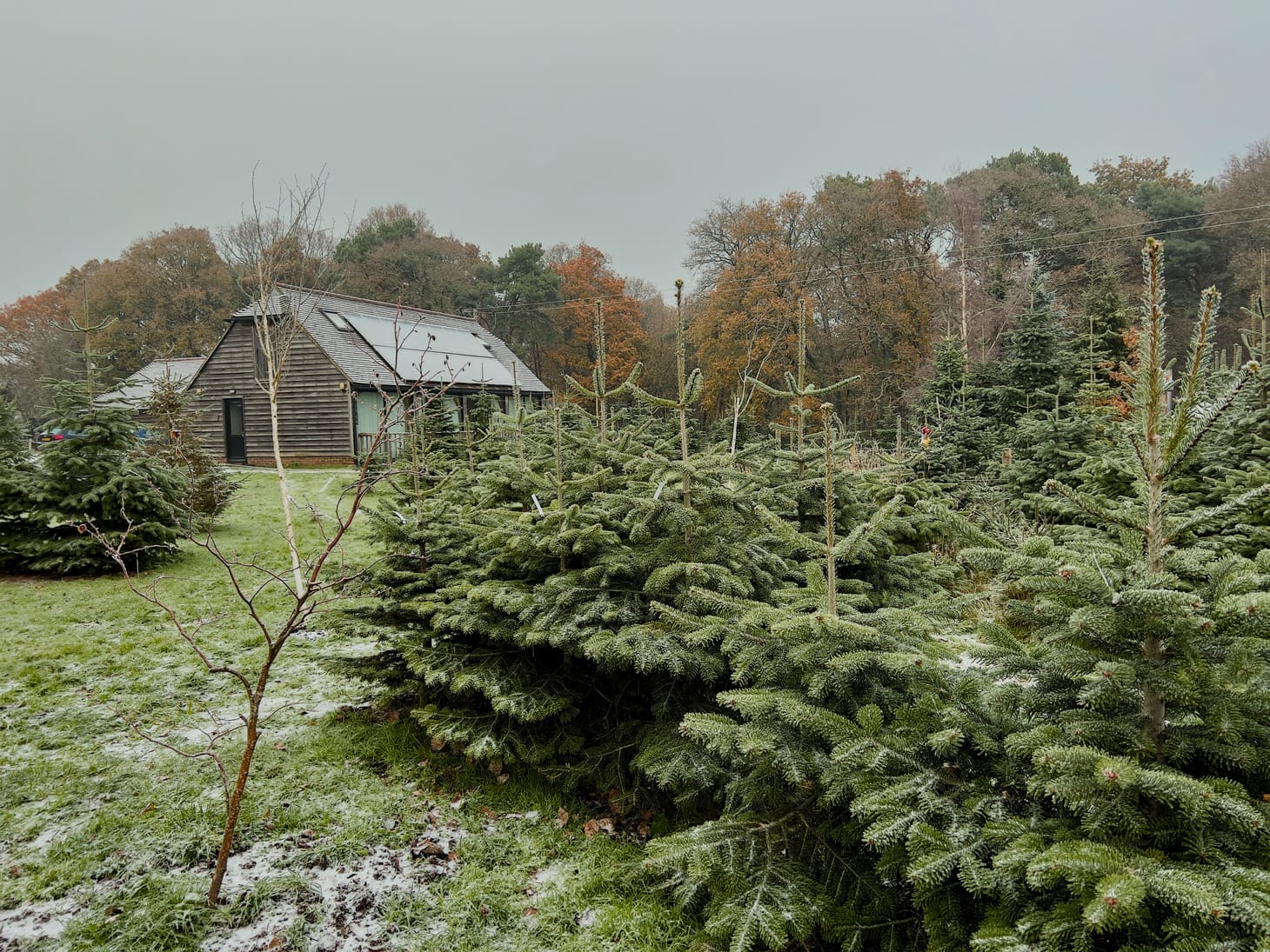 A dusting of snow on Spithandle Nursery